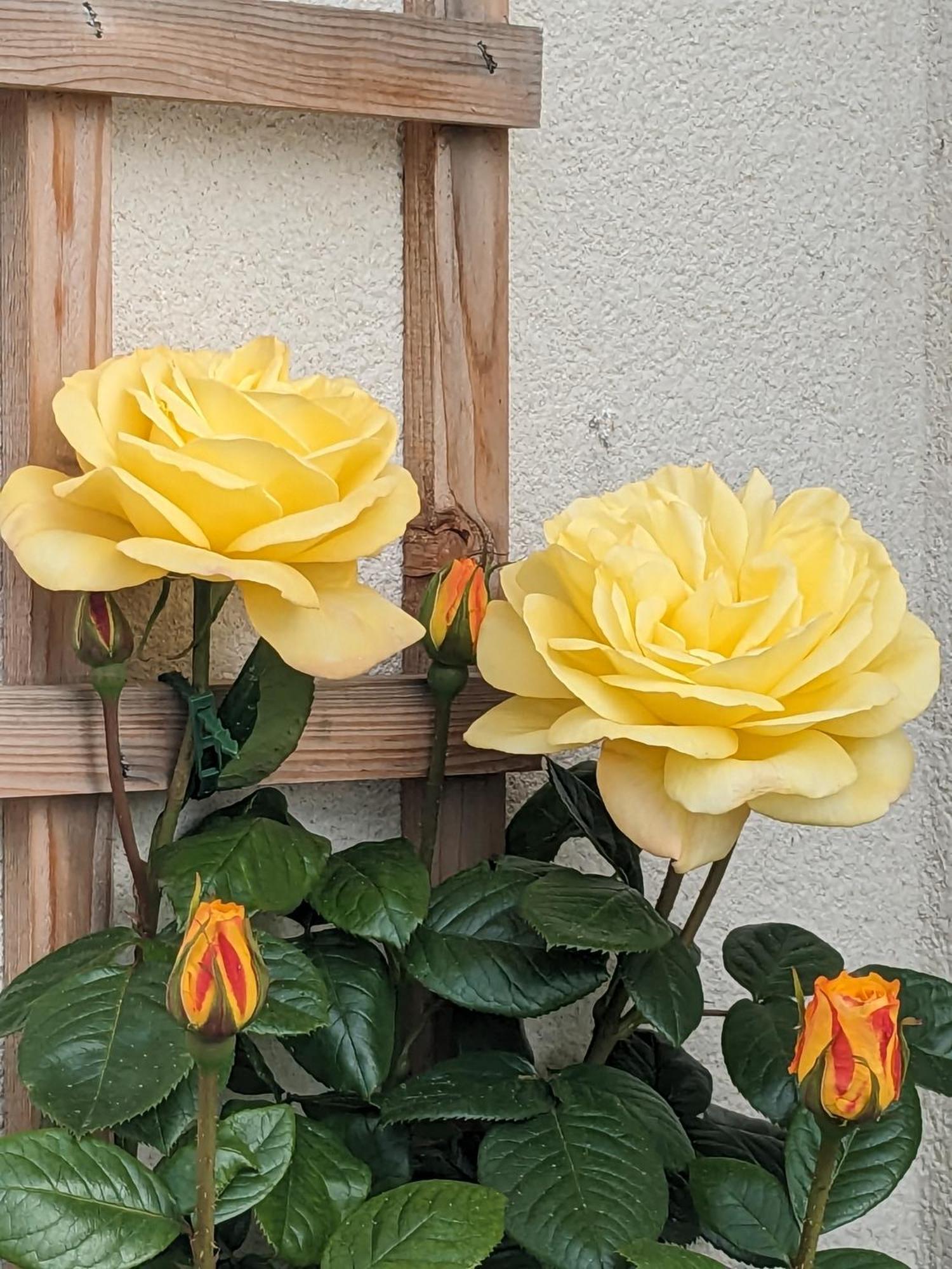 Rosegarth Bed And Breakfast Marton near Pickering 外观 照片